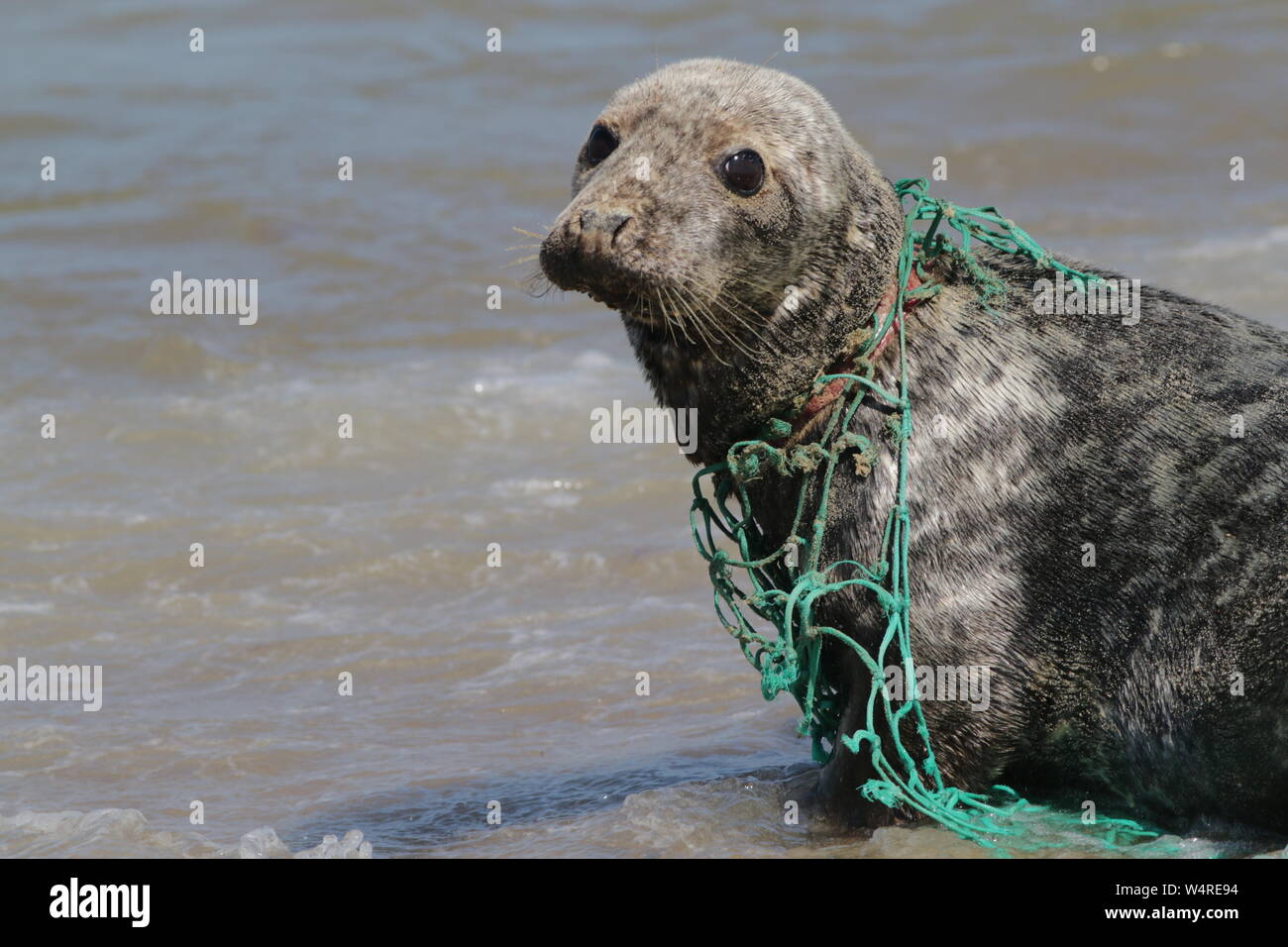 Seal plastic sea hires stock photography and images Alamy
