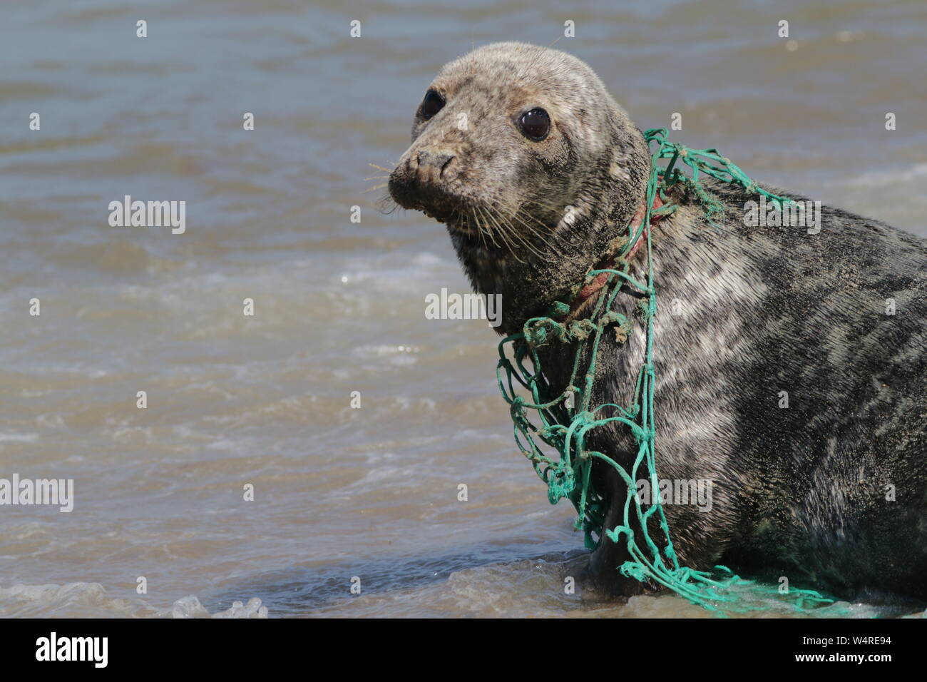 Grey seal injured by a plastic fishing net embedded in its neck Stock Photo