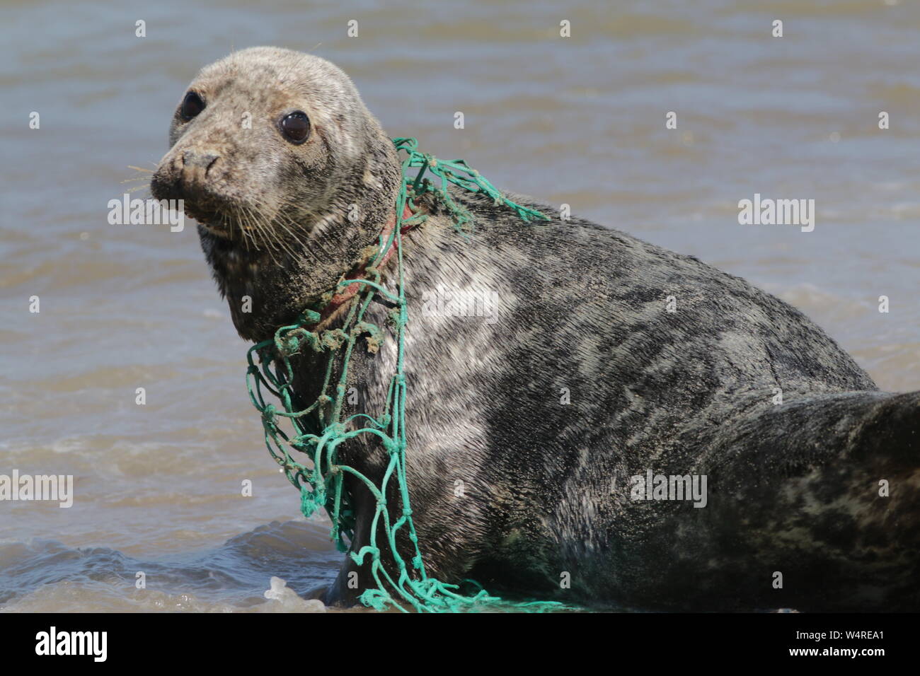 Grey seal injured by a plastic fishing net embedded in its neck Stock Photo