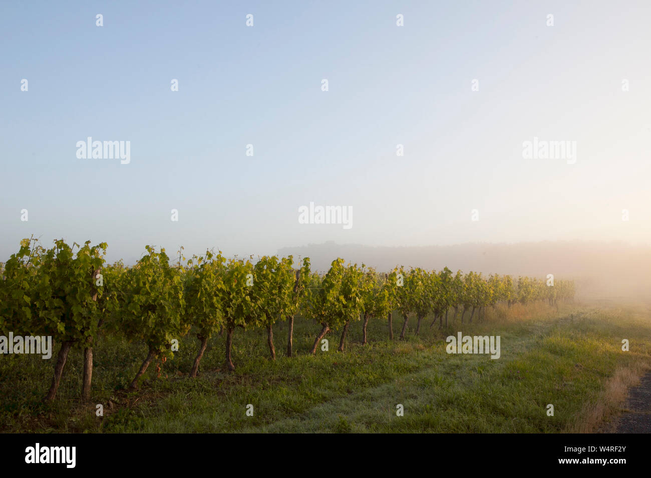 Vine yards in early morning sun in Duras, France Stock Photo