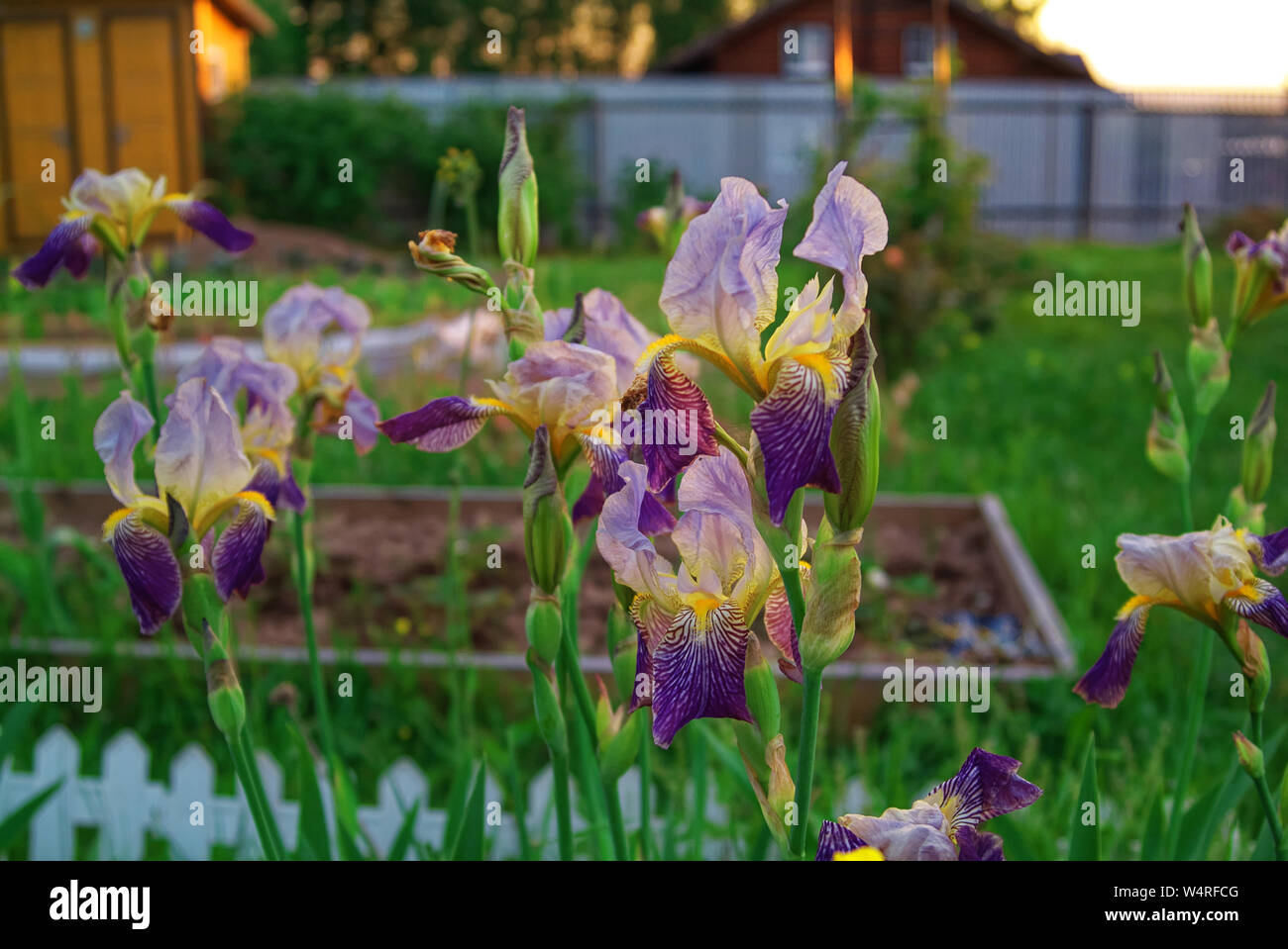 iris flowers in the garden in the evening , Russia Stock Photo