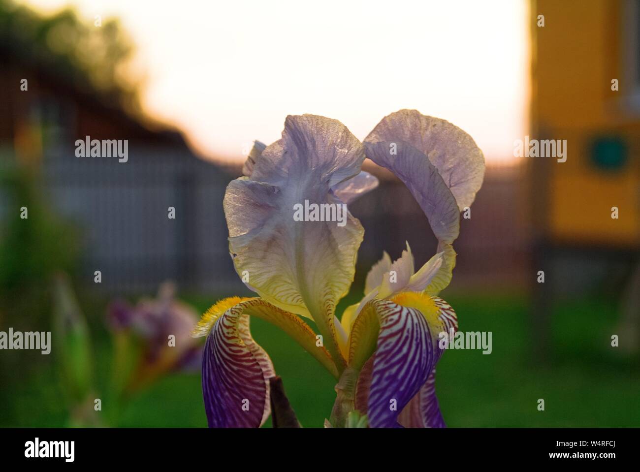iris flowers in the garden in the evening , Russia Stock Photo