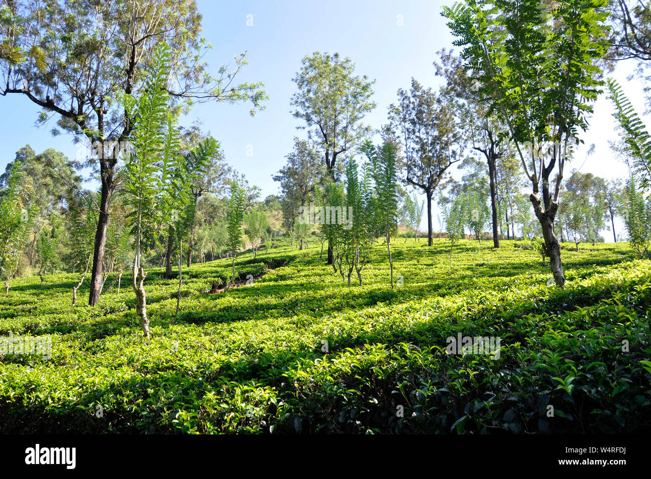 Sri Lanka, Nuwara Eliya, tea plantations Stock Photo