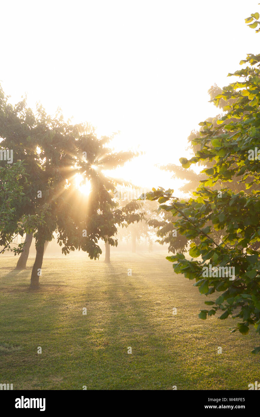 Shining early morning sun hi-res stock photography and images - Alamy