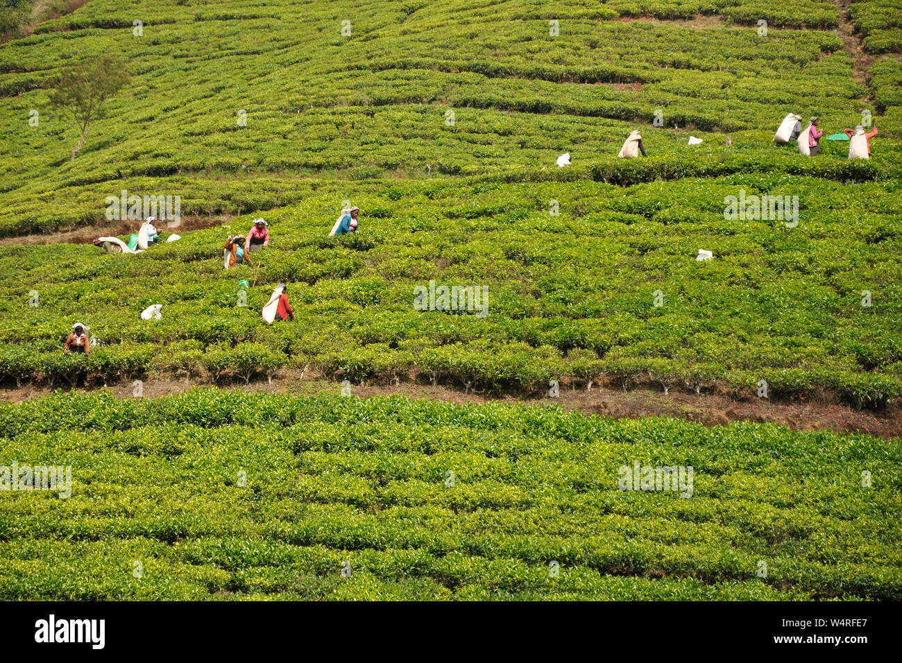 Sri Lanka, Nuwara Eliya, tea plantations Stock Photo