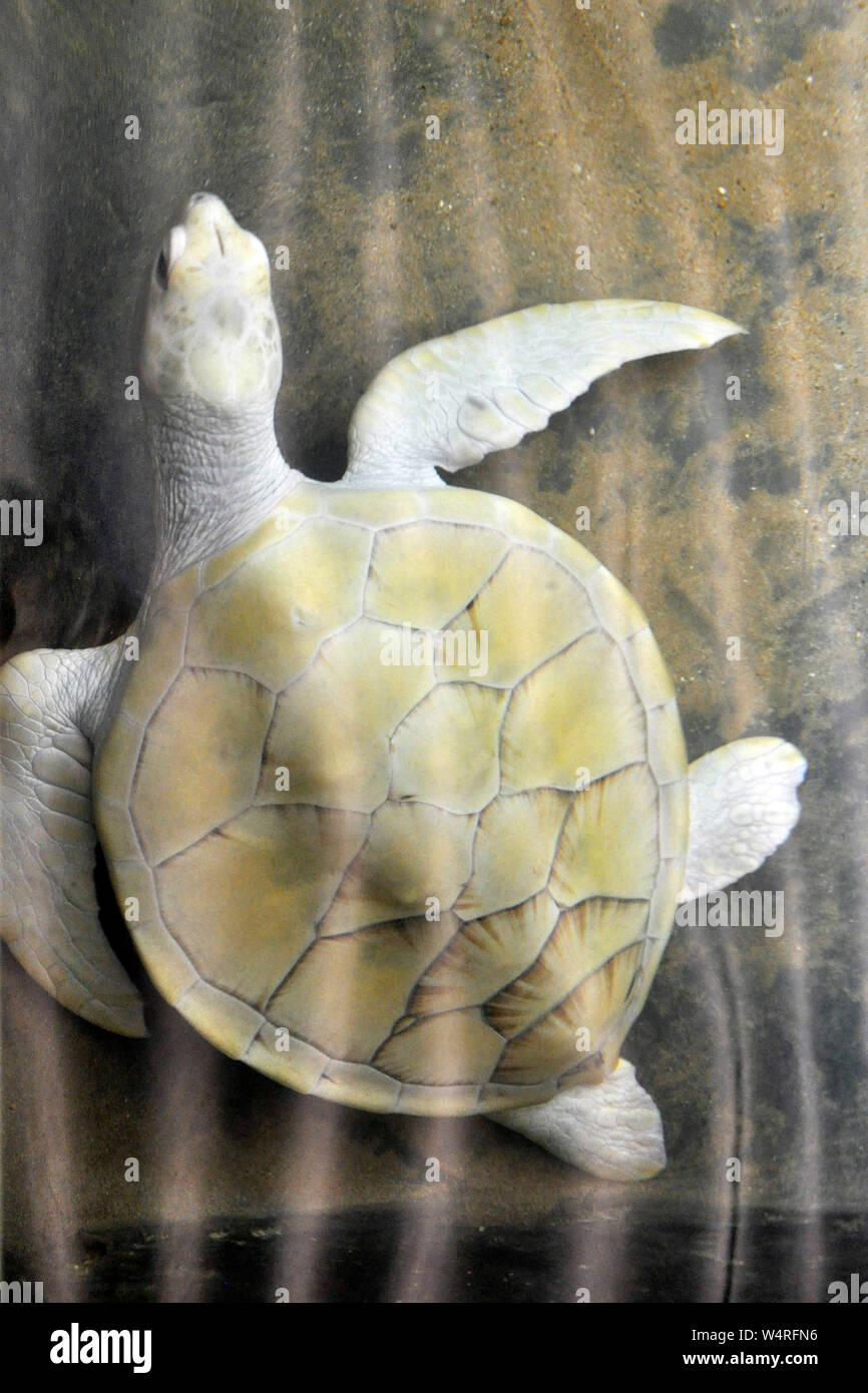 Sri Lanka, Balapitiya, turtle Stock Photo Alamy