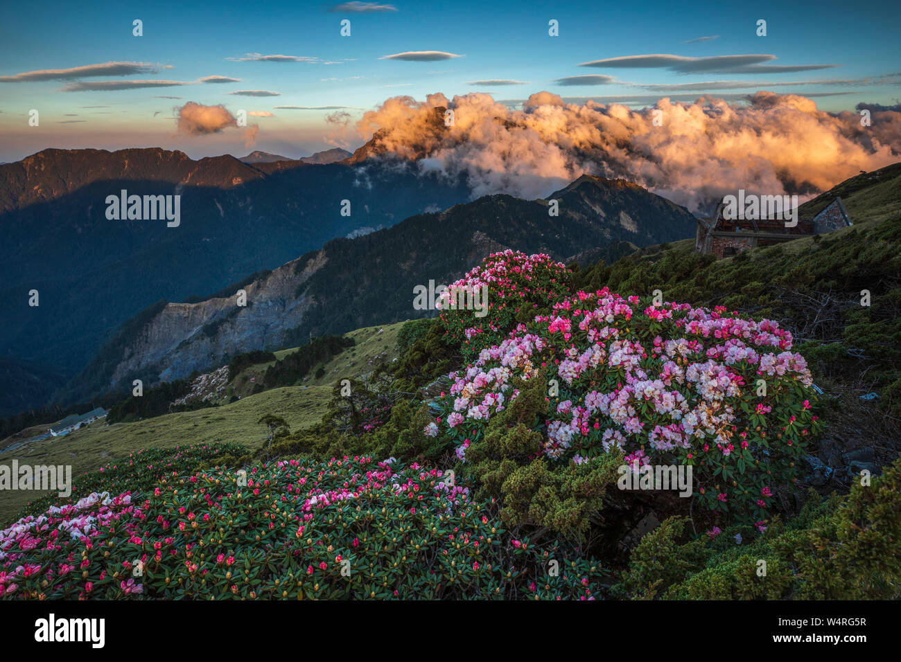 Pink blooming rhododendrons, Hualien County, Taiwan Stock Photo