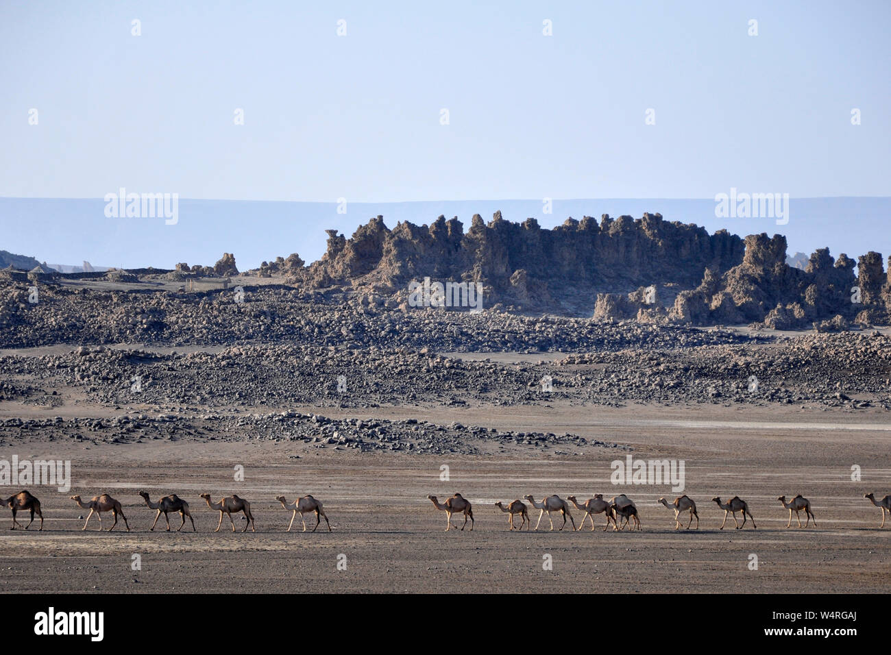Djibouti, Abbe lake area, camel caravan Stock Photo