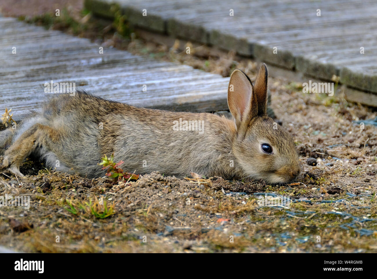 Wild rabbit resting and feeding on urban house lawn. Stock Photo