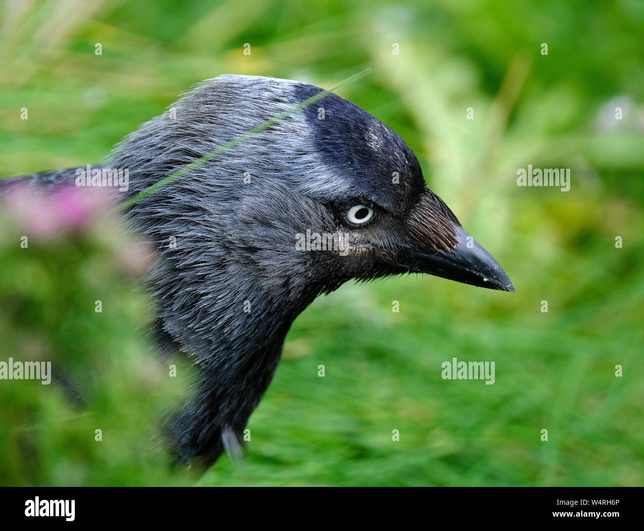The western jackdaw, also known as the Eurasian jackdaw, European