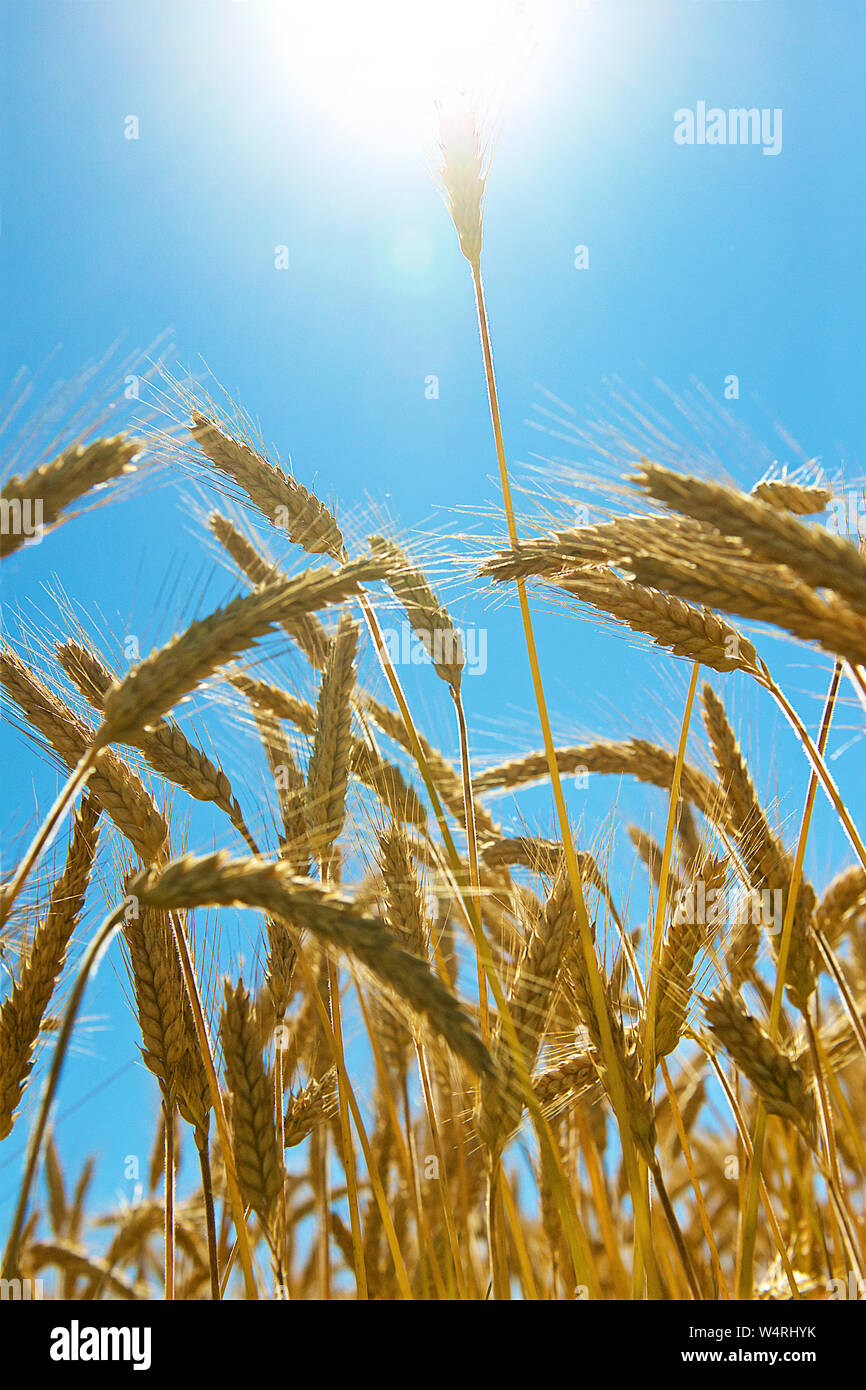 Close-up of rye heads under brightly shining sun, wheat field, France Stock Photo