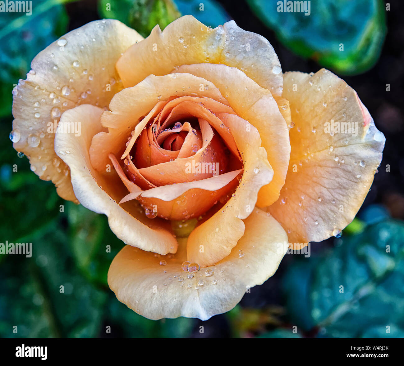 Strong colours rose hi-res stock photography and images - Alamy