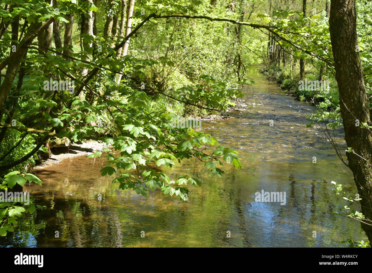 Tranquil scene on the river Exe between Exford and Wishford in Somerset.UK. Stock Photo