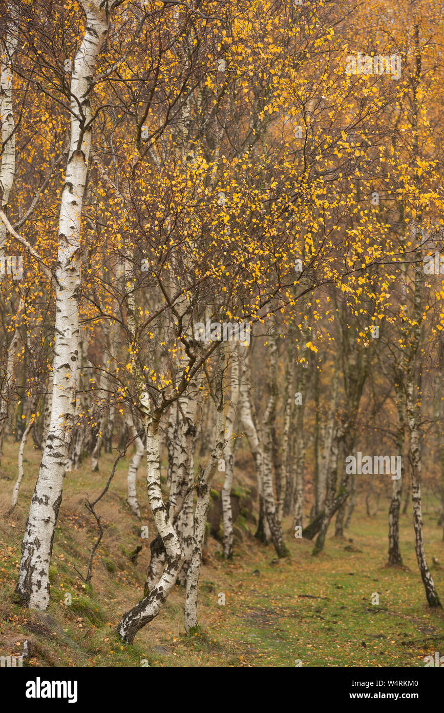 Stunning view of Silver Birch forest with golden leaves in Autumn Fall ...