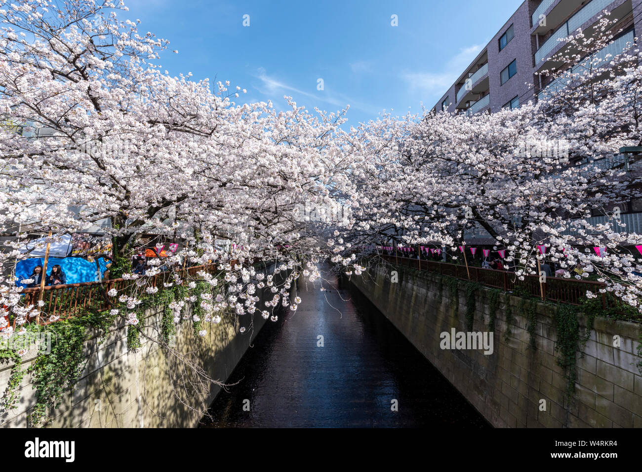 Cherry blossom, Meguro, Tokyo, Japan Stock Photo