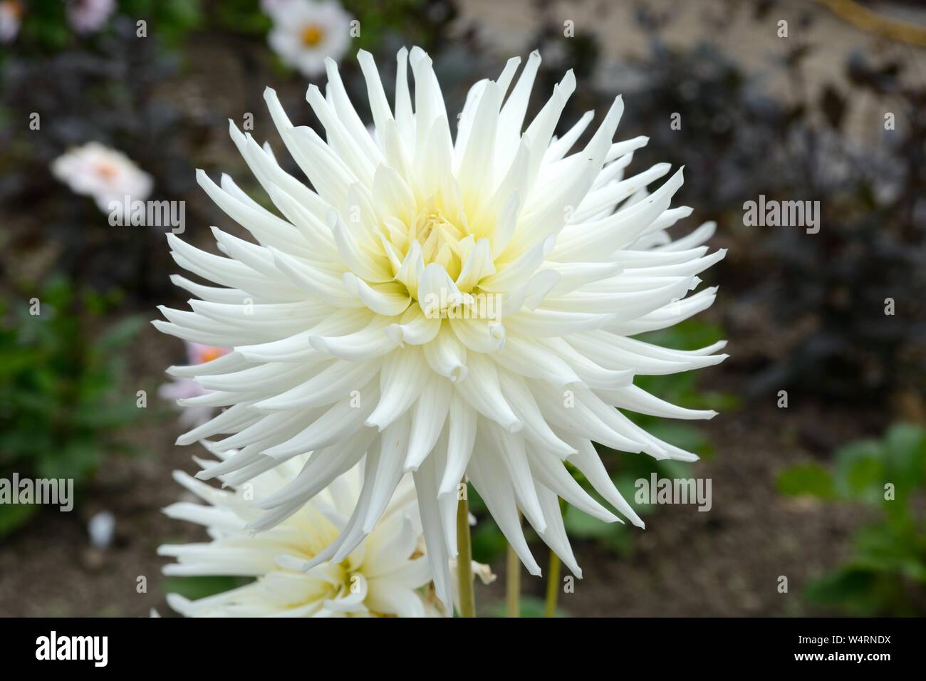 Dahlia My Love semi cactus dahlia white flowers with greenish yellow hearts Stock Photo
