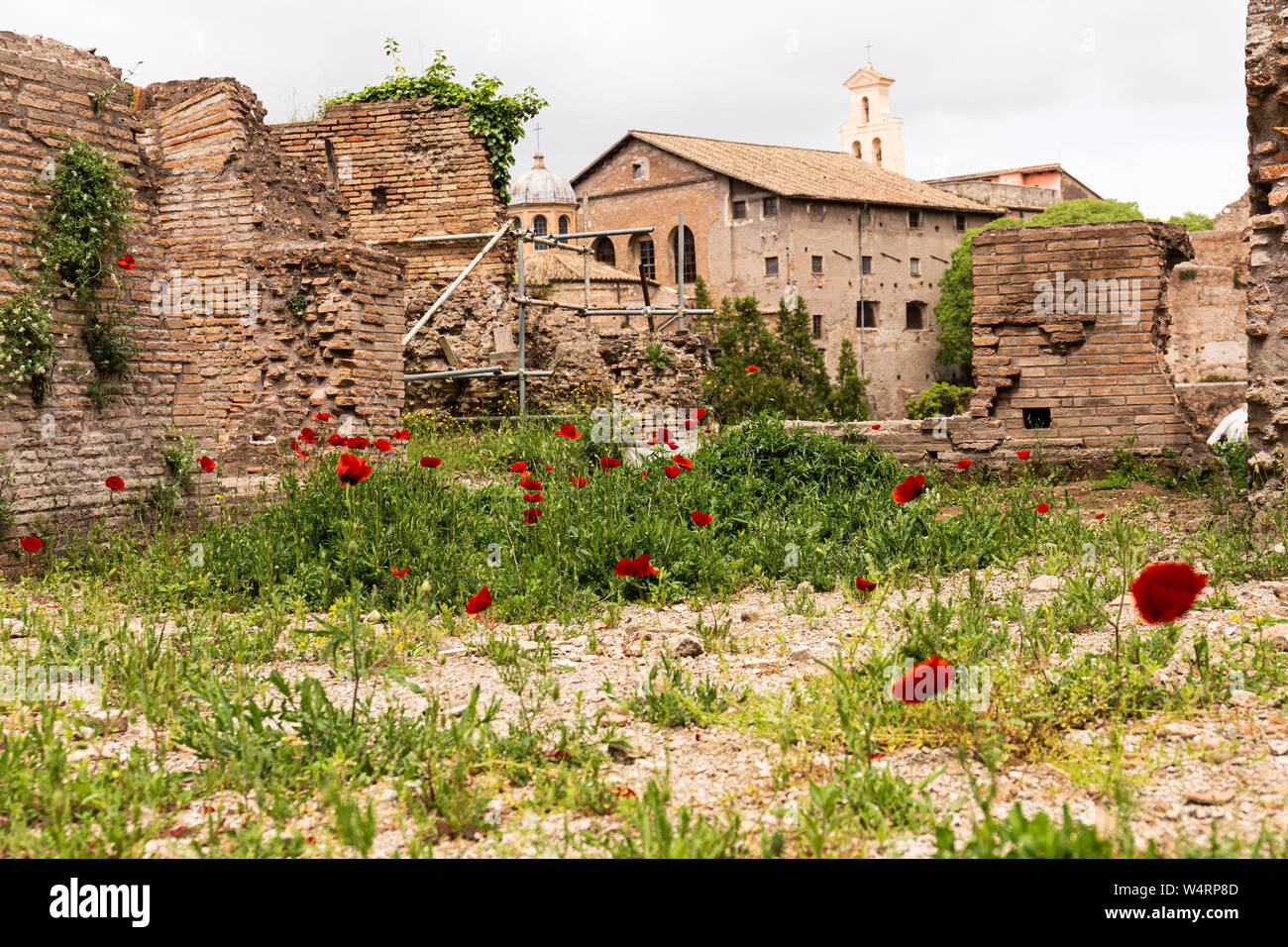 ROME, ITALY - JUNE 28, 2019: red poppies and green grass near old ...