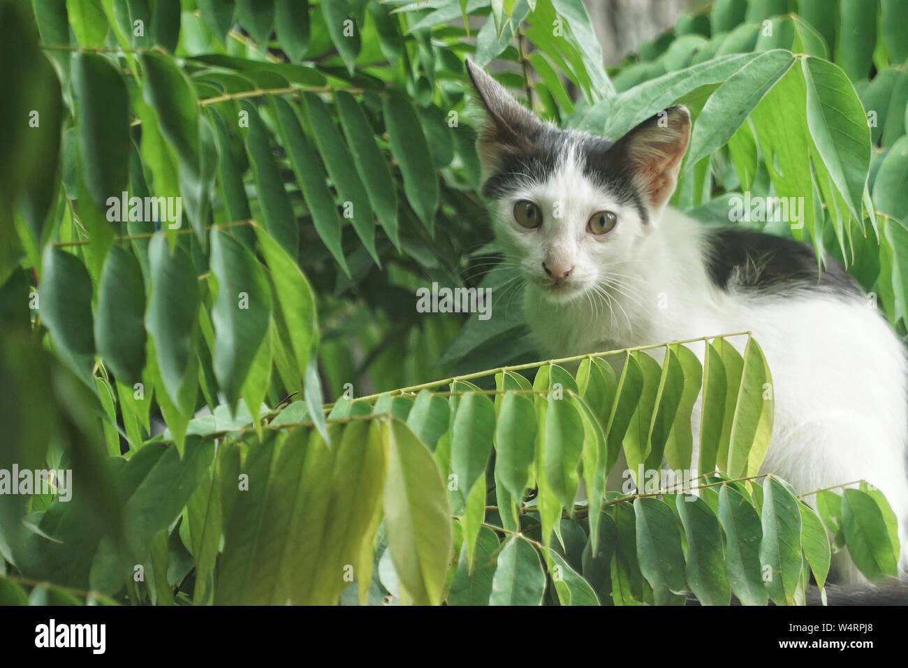 Kitten look from garden Stock Photo