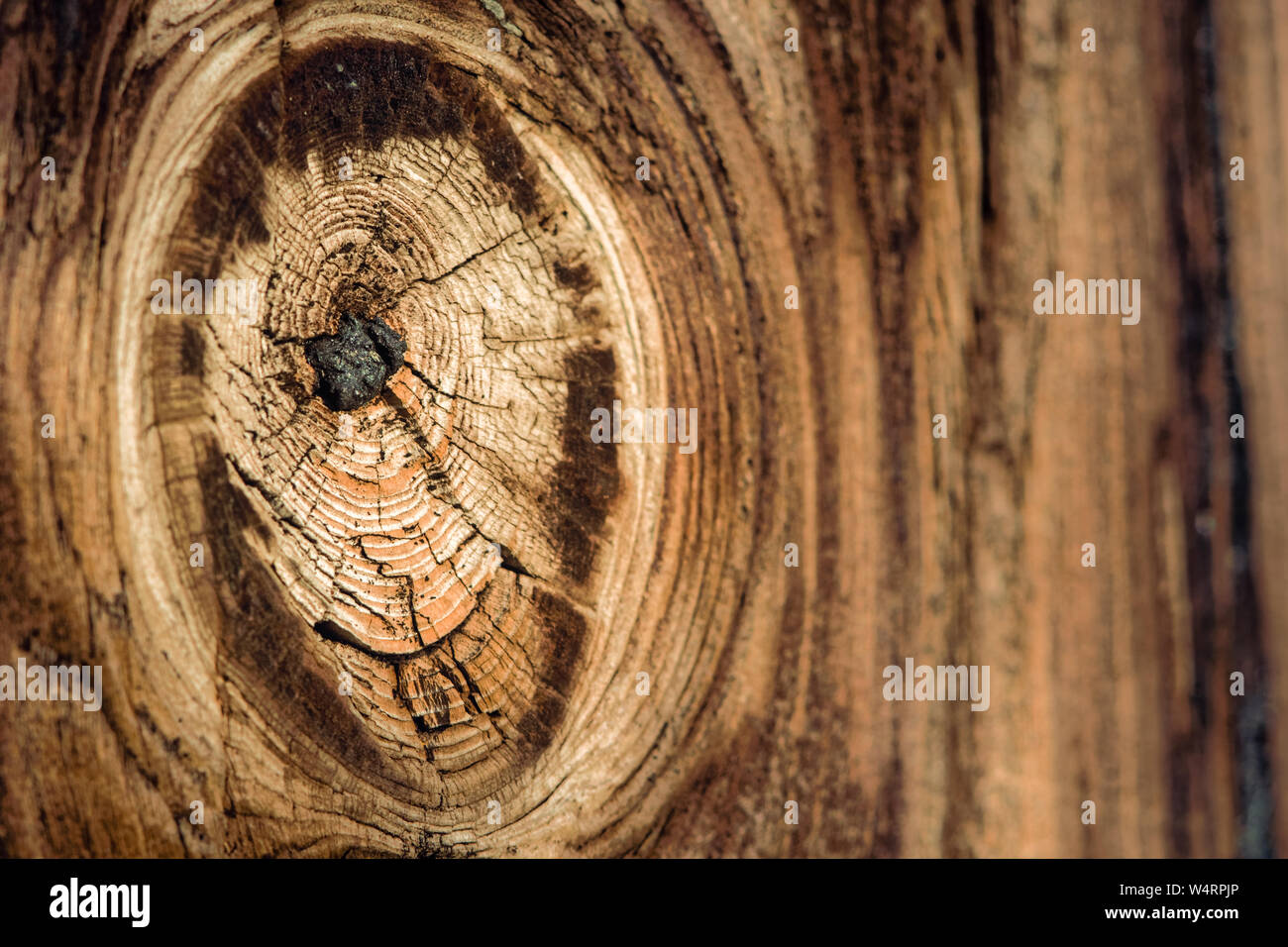 Wooden knot Stock Photo