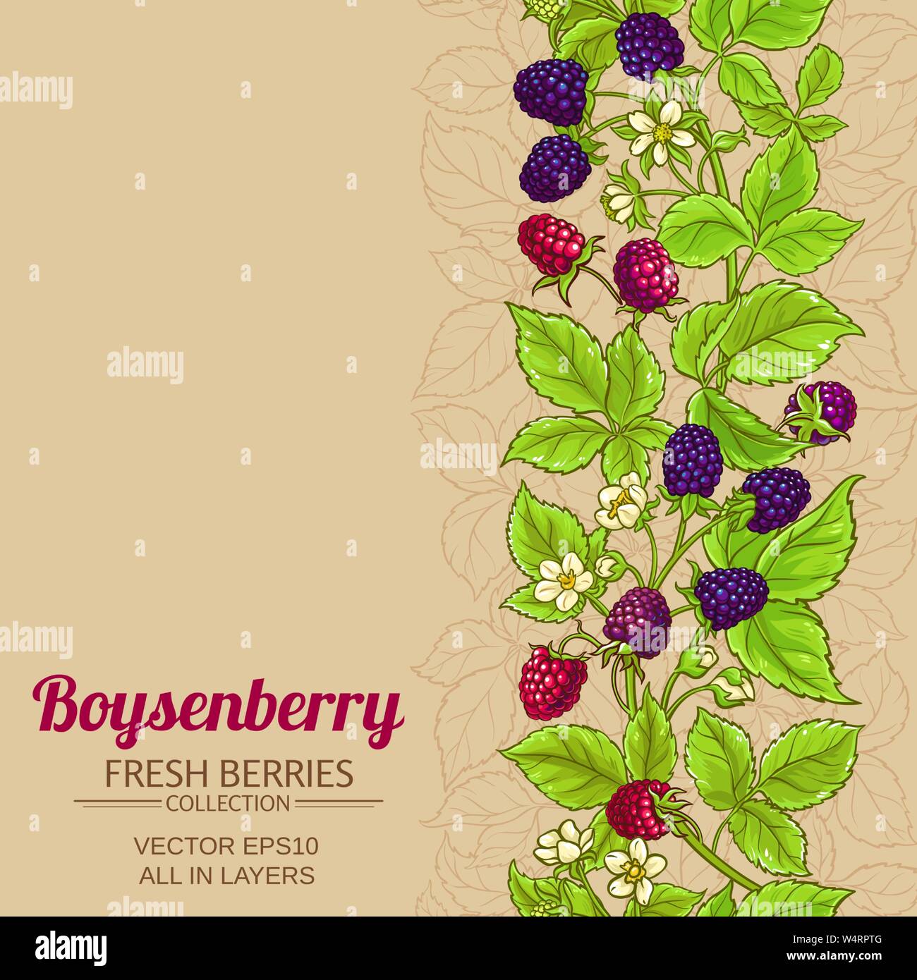 boysenberry vector pattern on color background Stock Vector