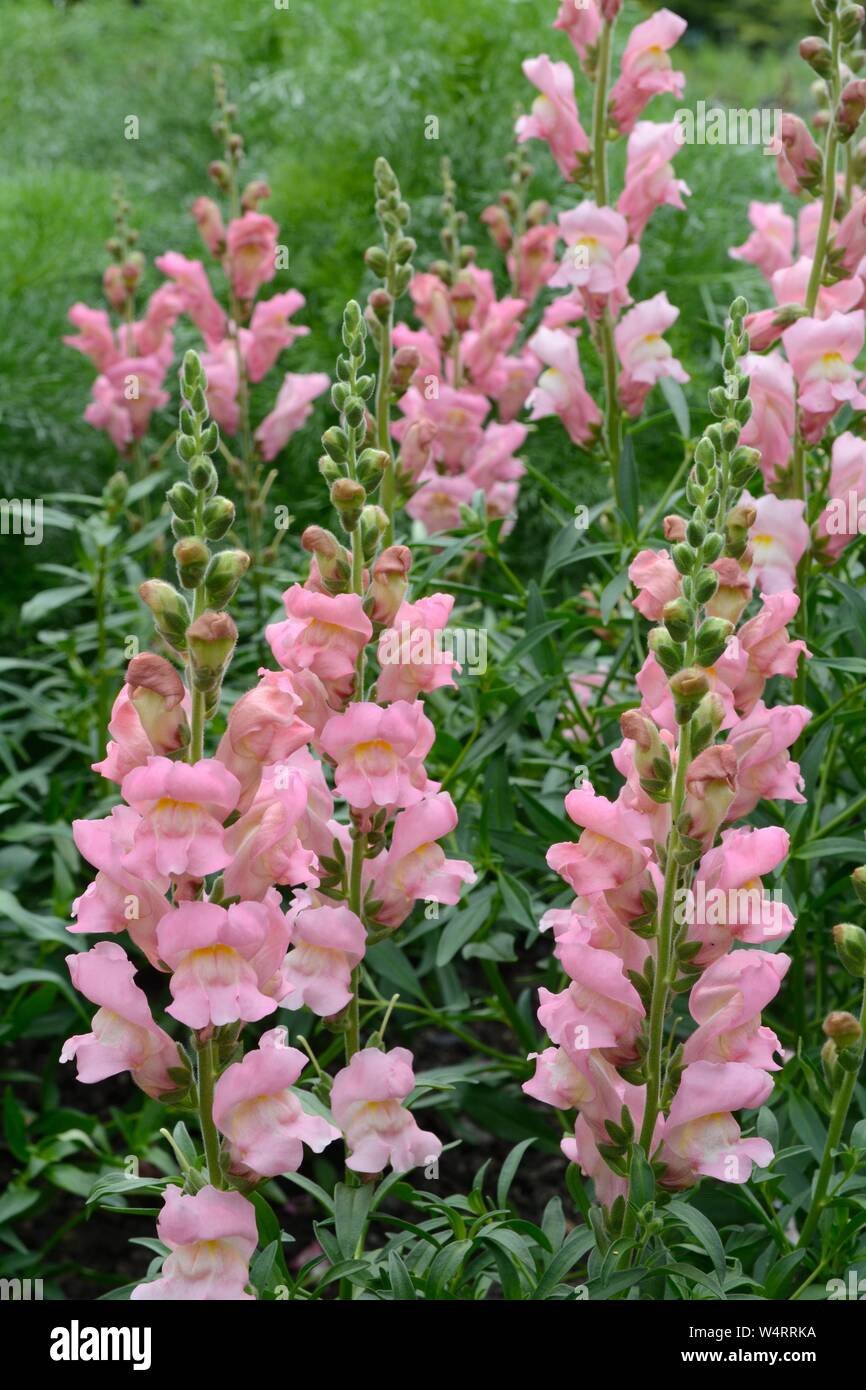 Snapdragons Rose High Resolution Stock Photography and Images - Alamy