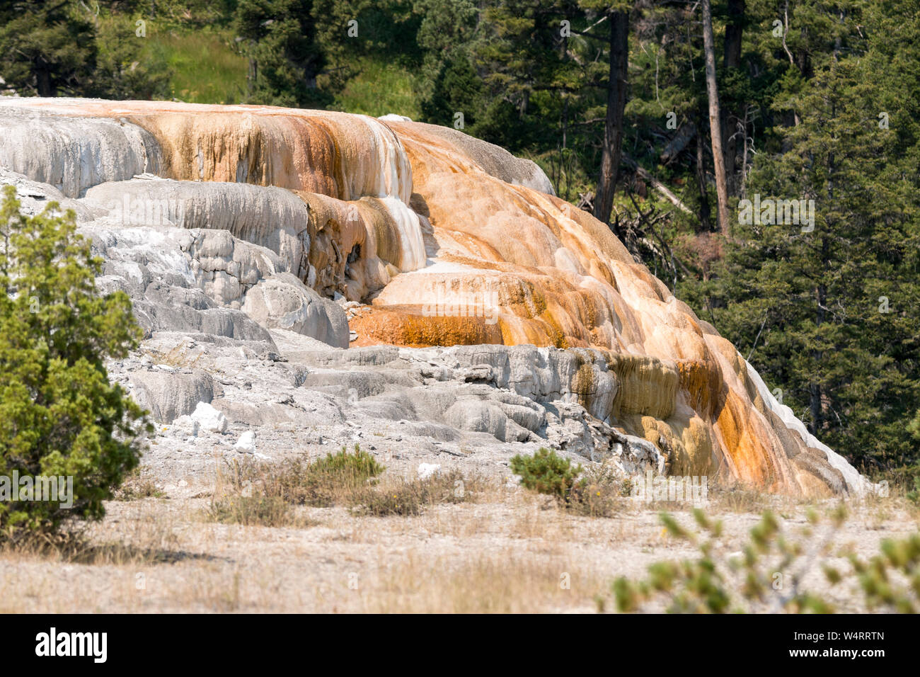 thermal springs and limestone formations at mammoth hot springs in Wyoming in America Stock