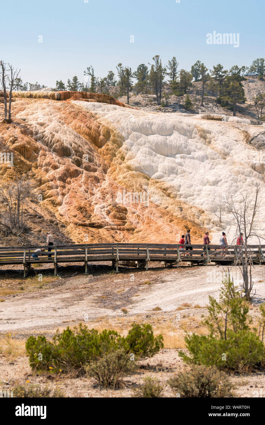 thermal springs and limestone formations at mammoth hot springs in Wyoming in America Stock