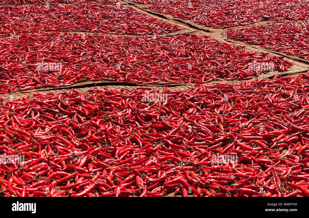 Red chilli peppers drying in the sun Stock Photo Alamy