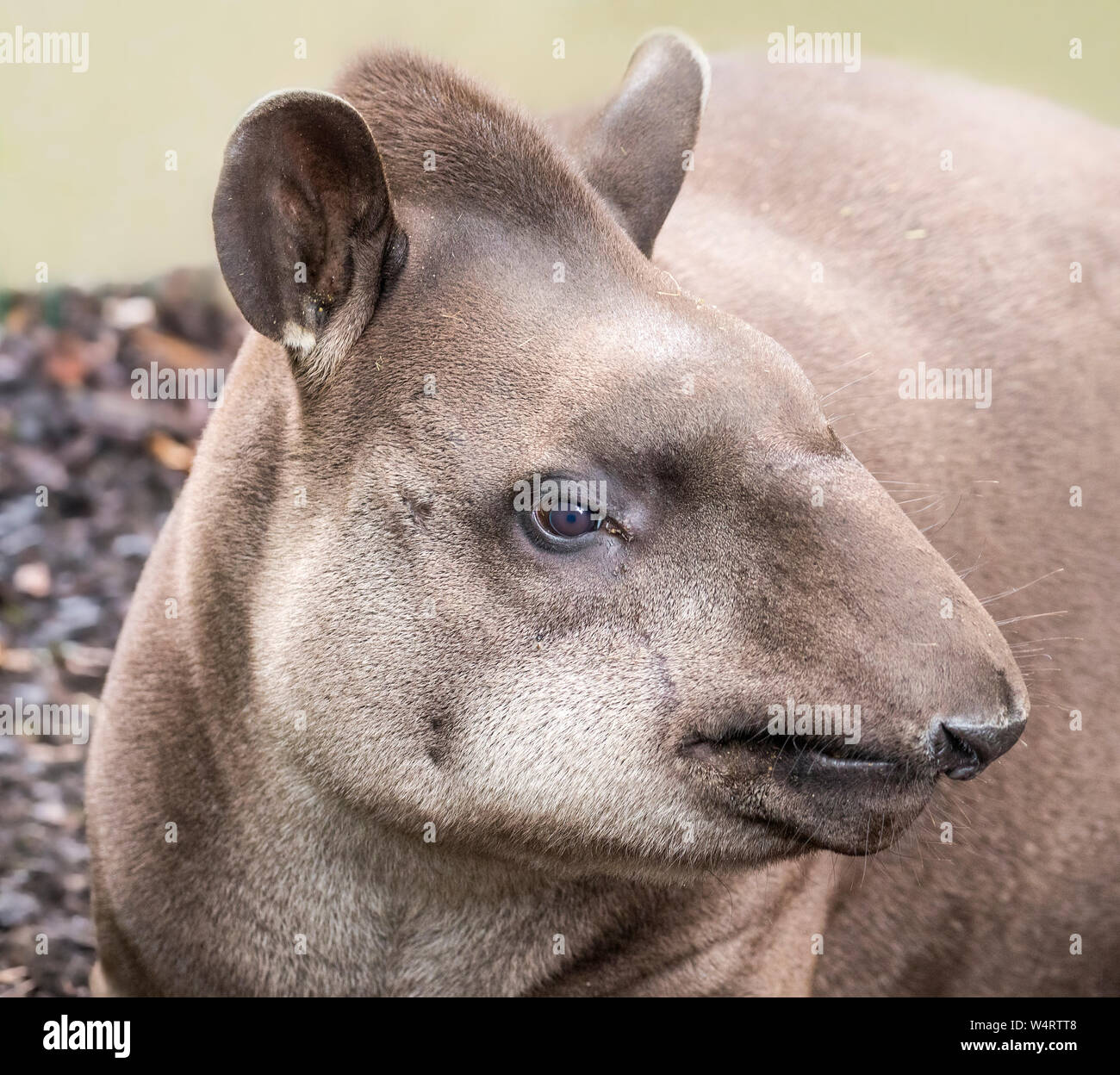 Close up view of a Lowland Tapir (Tapirus terrestris) Stock Photo