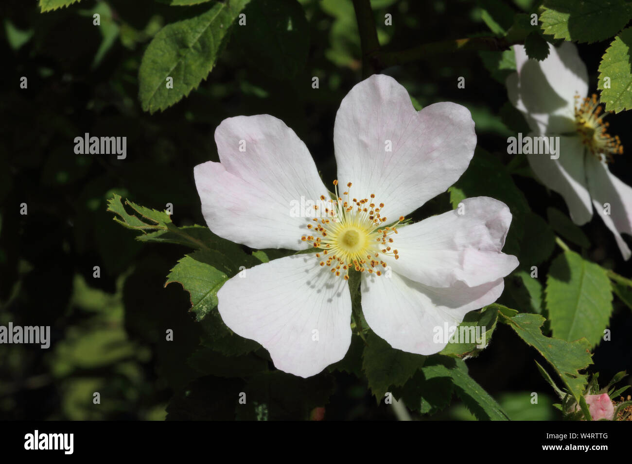 Rosa Canina - Dog Rose Stock Photo - Alamy