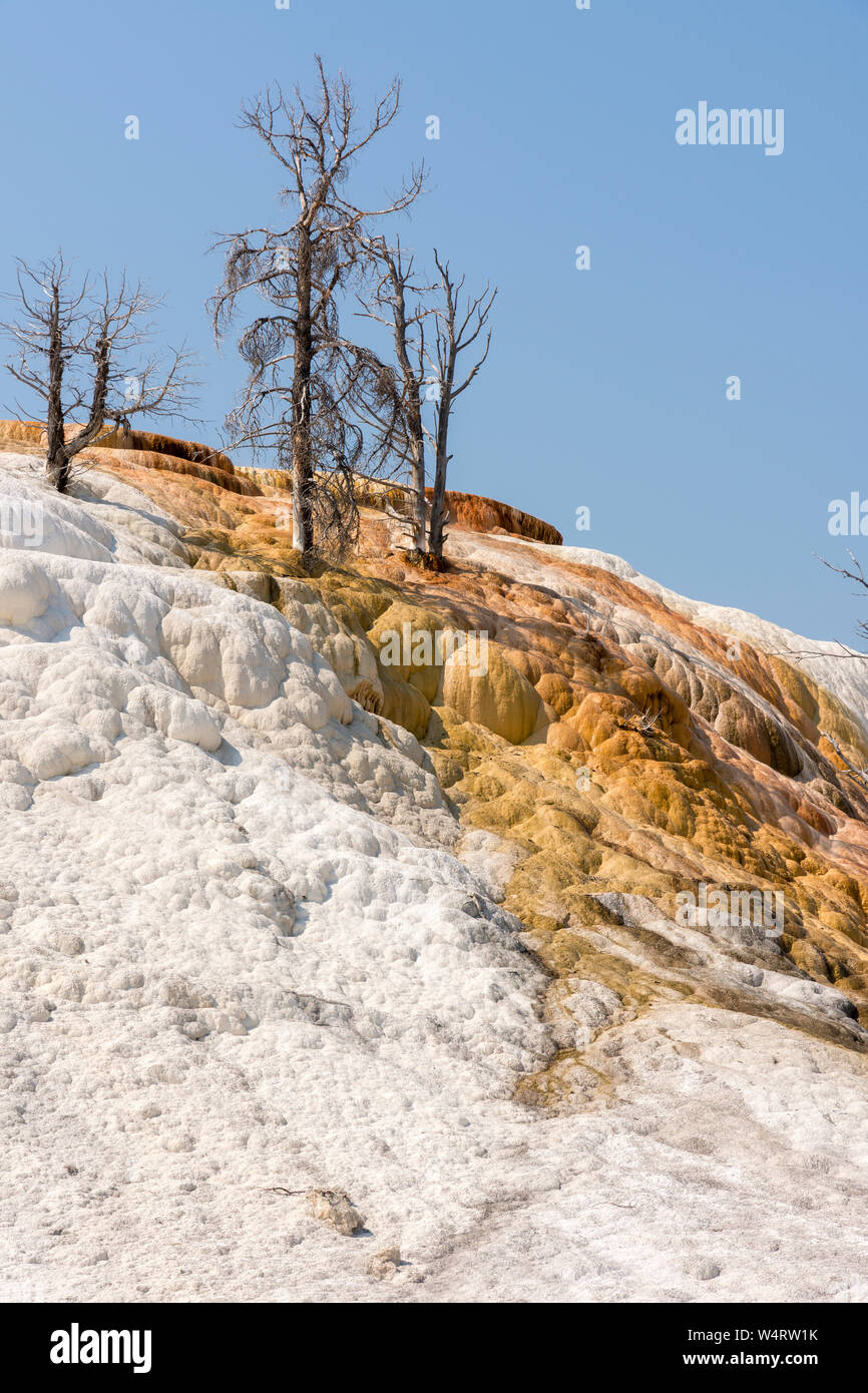 thermal springs and limestone formations at mammoth hot springs in Wyoming in America Stock