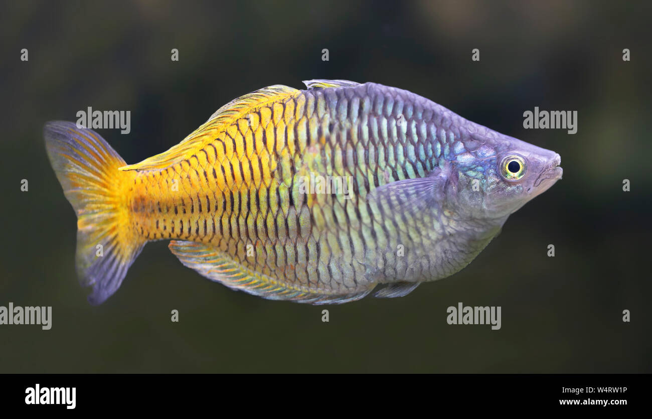 Close-up view of a Boeseman's rainbowfish (Melanotaenia boesemani) Stock Photo