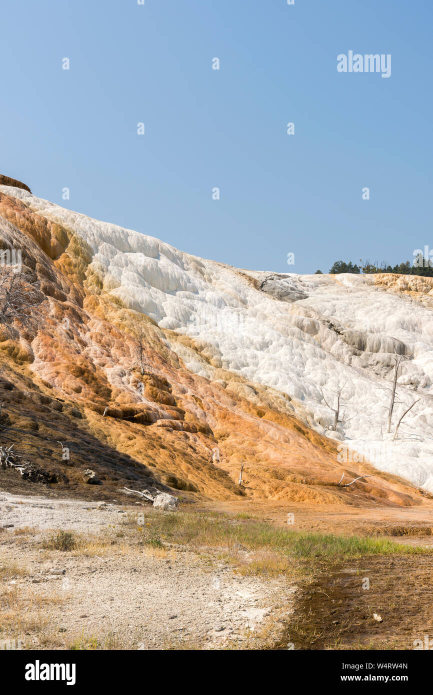thermal springs and limestone formations at mammoth hot springs in Wyoming in America Stock