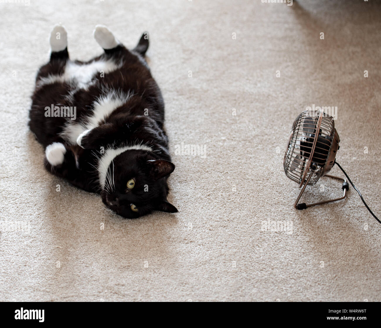 Axminster, East Devon, UK. 25th July 2019. UK Weather: Maddie the Cat cools down next to the electric fan at her home near Axminster on what is set to be the hottest day in the UK ever. Pets can struggle with the intense heat and get dehydrated quickly.  Owners are advised to give them plenty of fresh, clean water and provide cool and shady place to get out of the sun.  Celia McMahon/Alamy Live News. Stock Photo