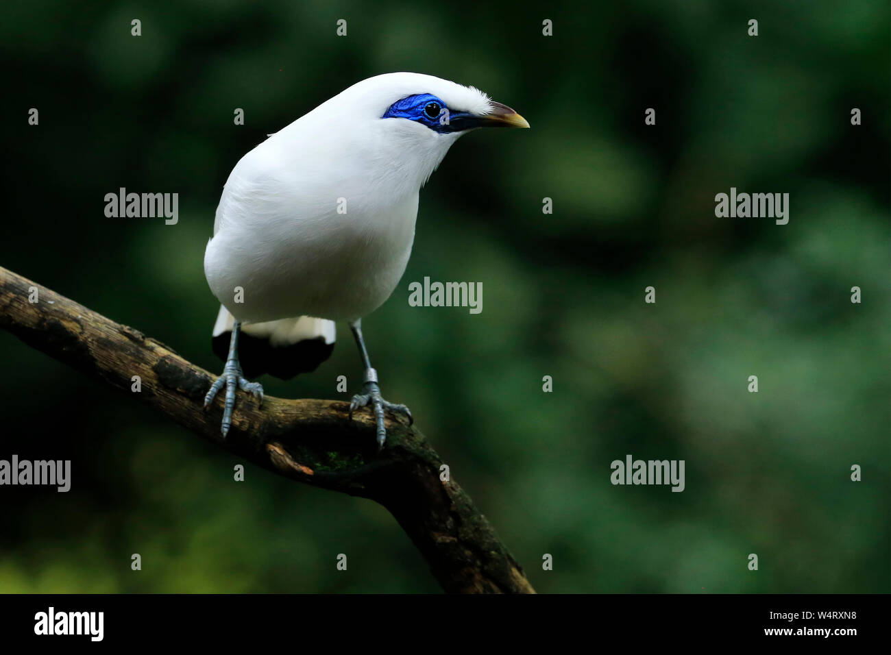 Bird perched on a branch, Indonesia Stock Photo