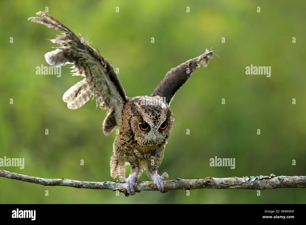Portrait of an owl taking off, Indonesia Stock Photo