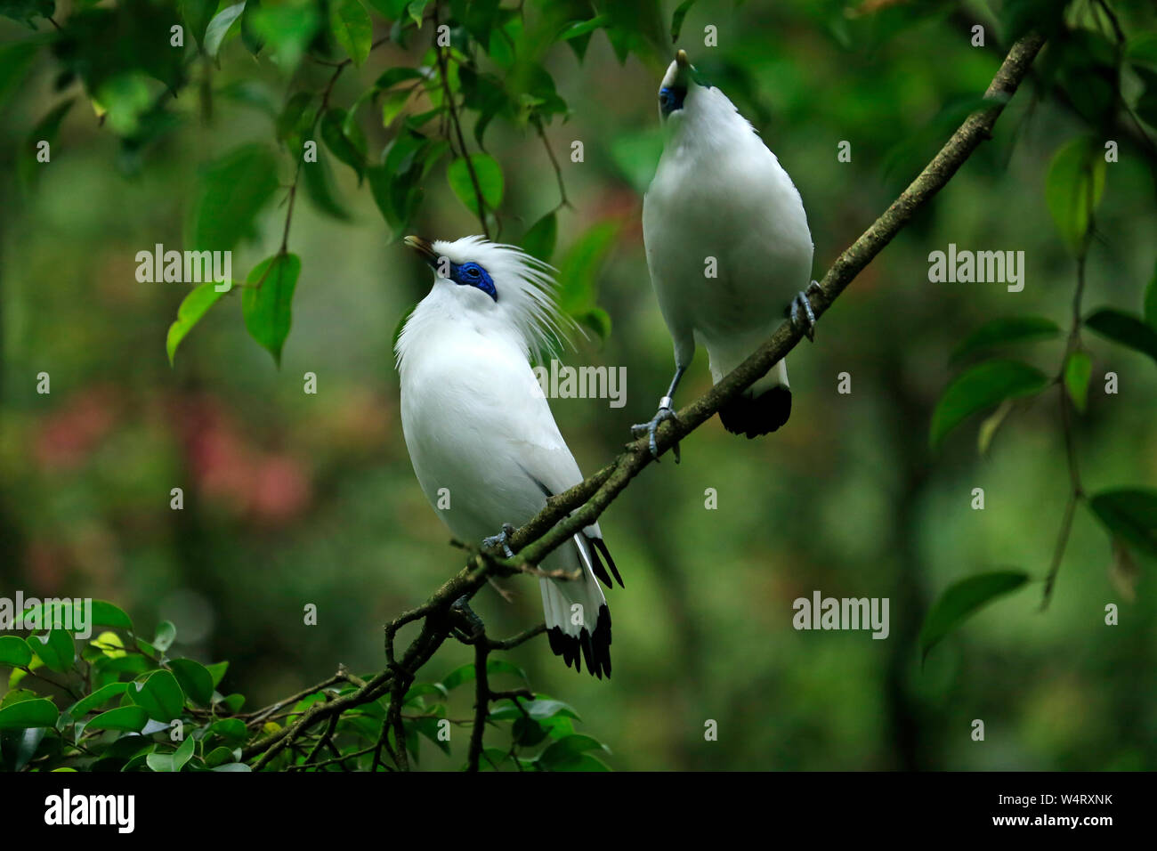 Two birds perched on a branch, Indonesia Stock Photo