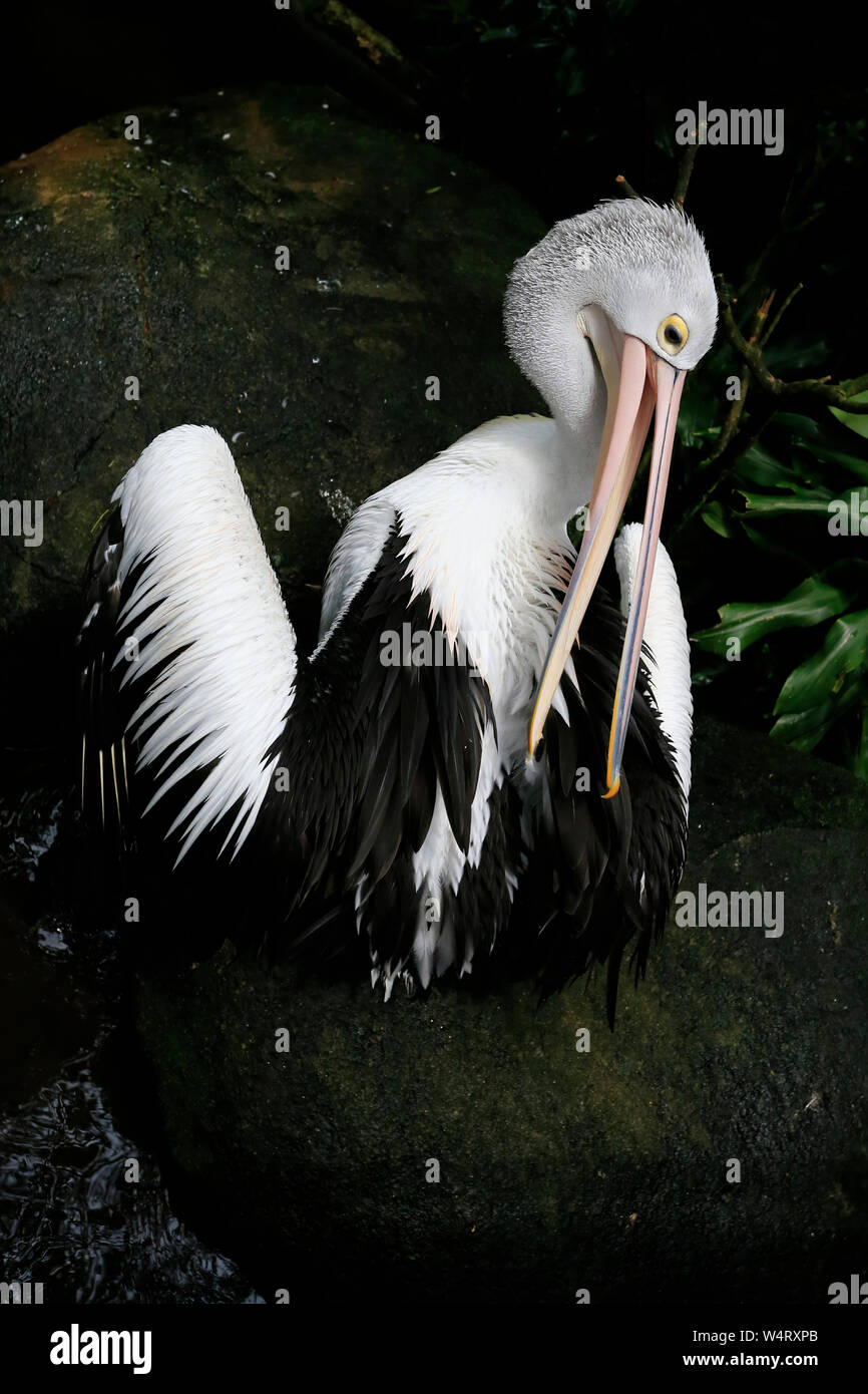 Portrait of a pelican preening feathers, Indonesia Stock Photo
