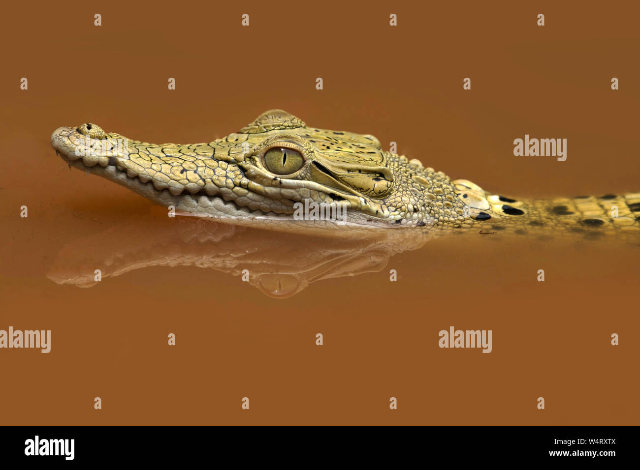 Close-up of a crocodile swimming in a river, Indonesia Stock Photo