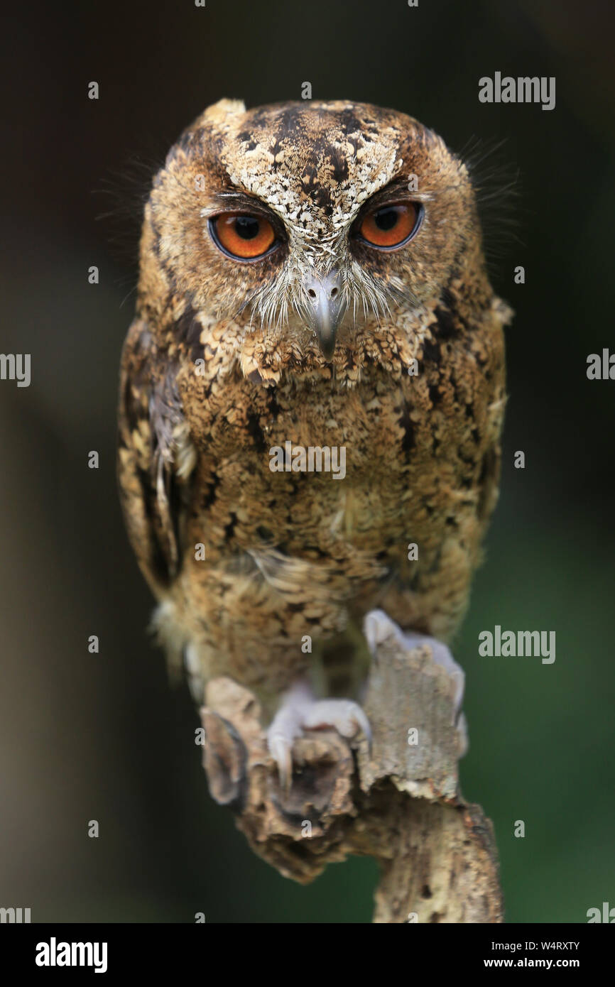 Portrait of an owl, Indonesia Stock Photo