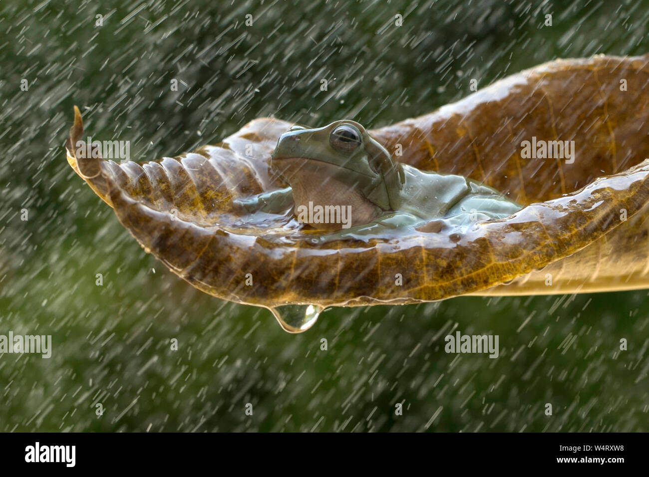 Frog sitting on a leaf in the rain, Indonesia Stock Photo