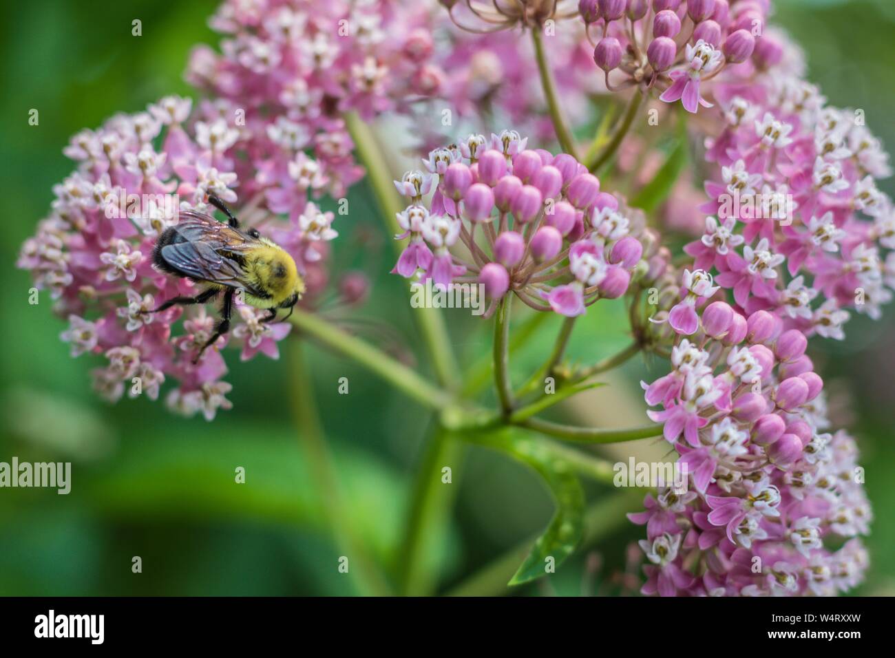 Bumblebee, Bombus, feeds on pink swamp milkweed, Asclepias, on a summer morning Stock Photo