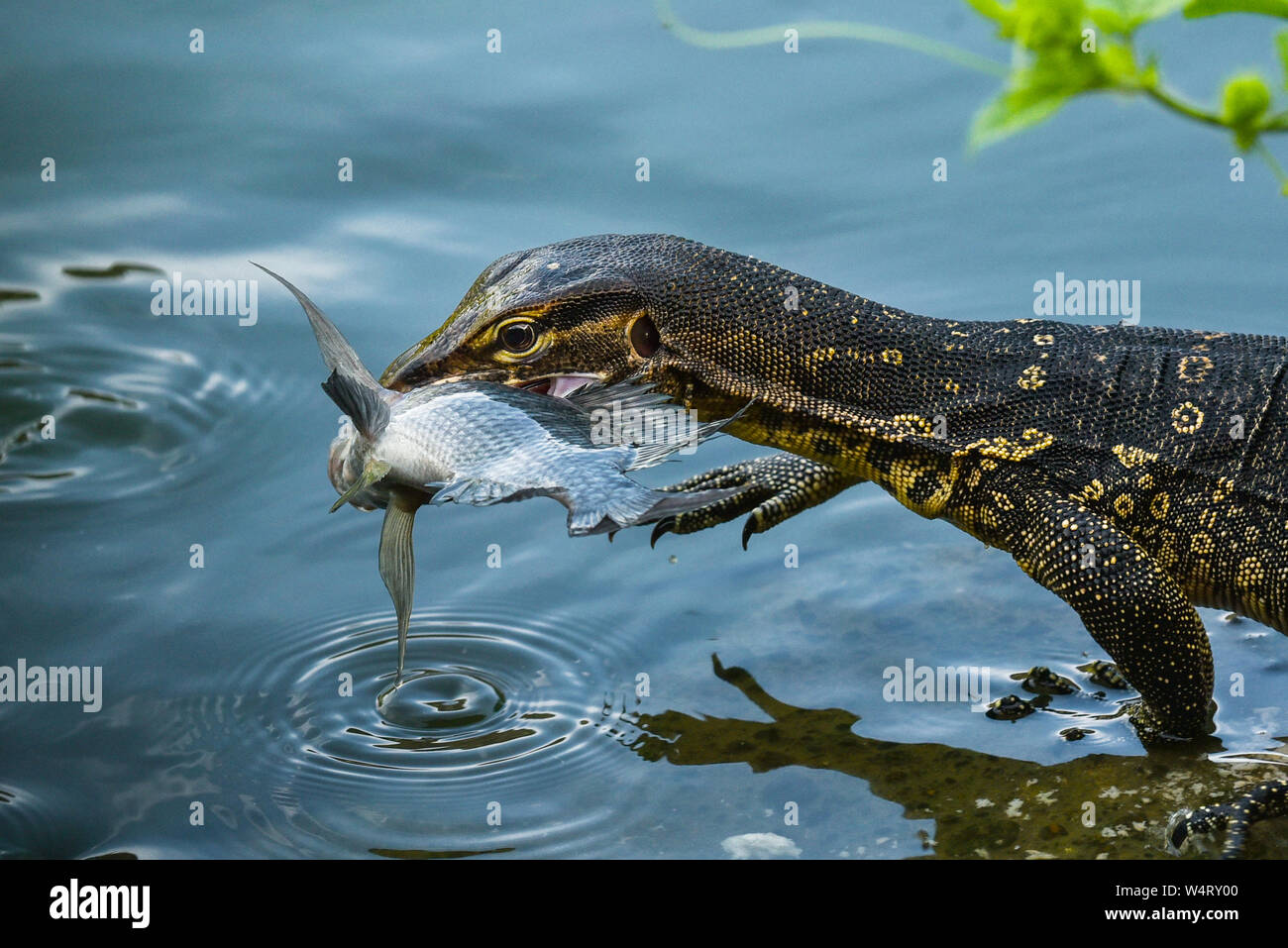 Monitor lizard by a pond with a fish in its mouth, Indonesia Stock Photo
