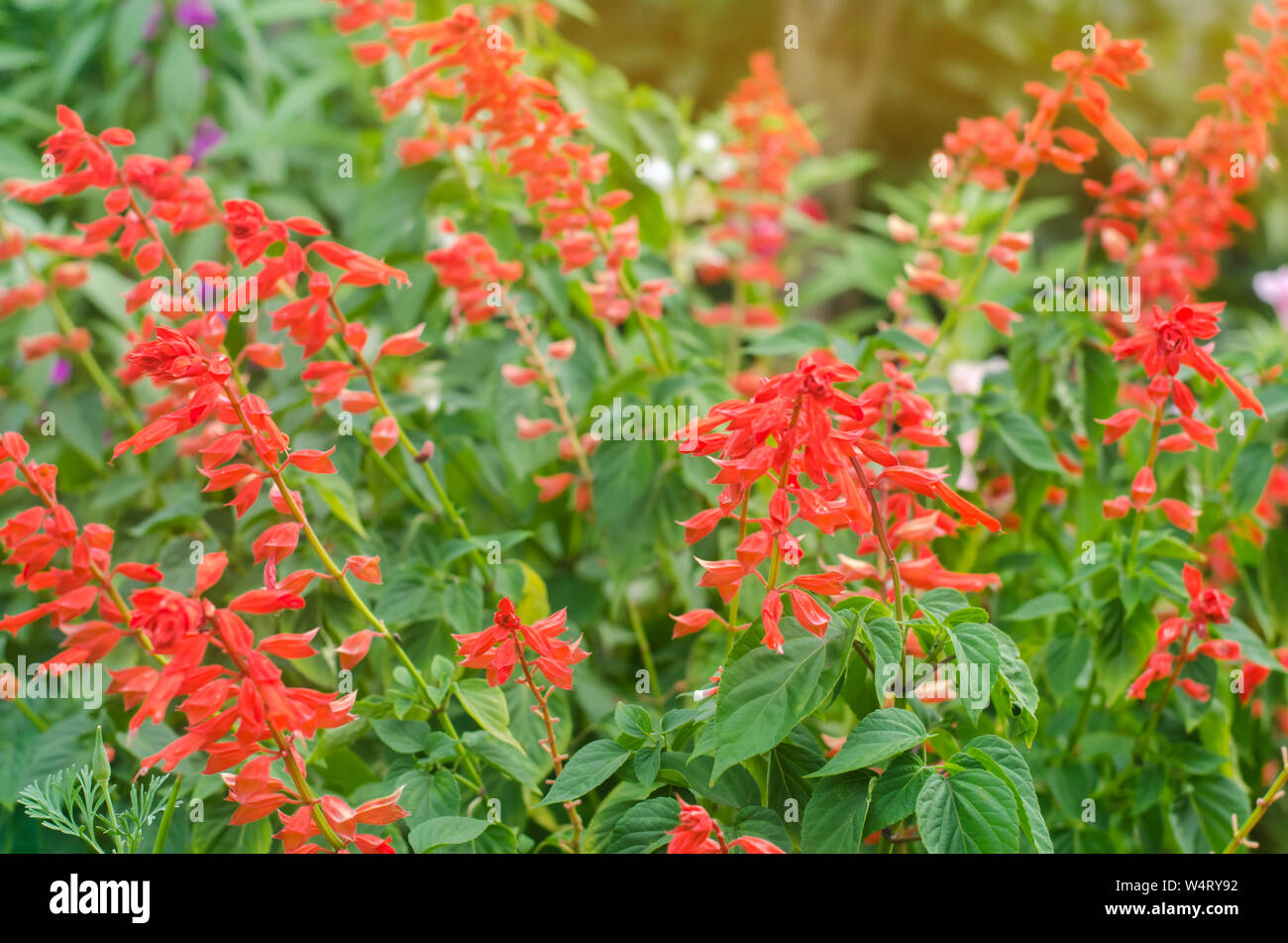 Beautiful flower red Salvia grows in the garden on a sunny day. Gardening. Planting summer flowers. Natural wallpaper. Soft selective focus Stock Photo