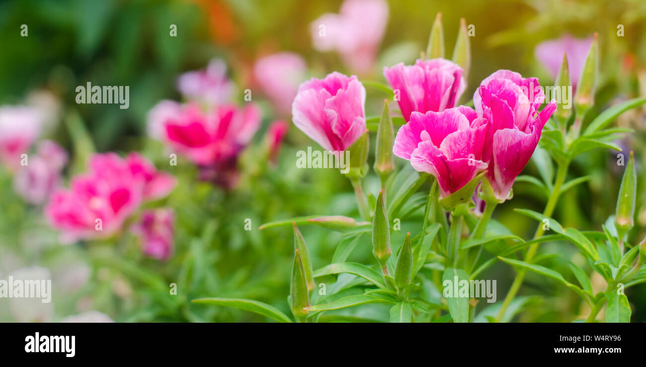 The beautiful pink flower of Godetia (Clarkia) grows in a garden on a