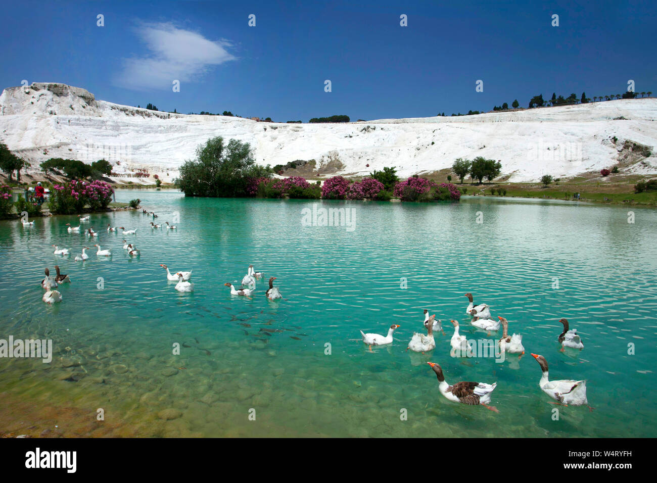 Ducks on a lake, Pamukkale, Denizli, Turkey Stock Photo