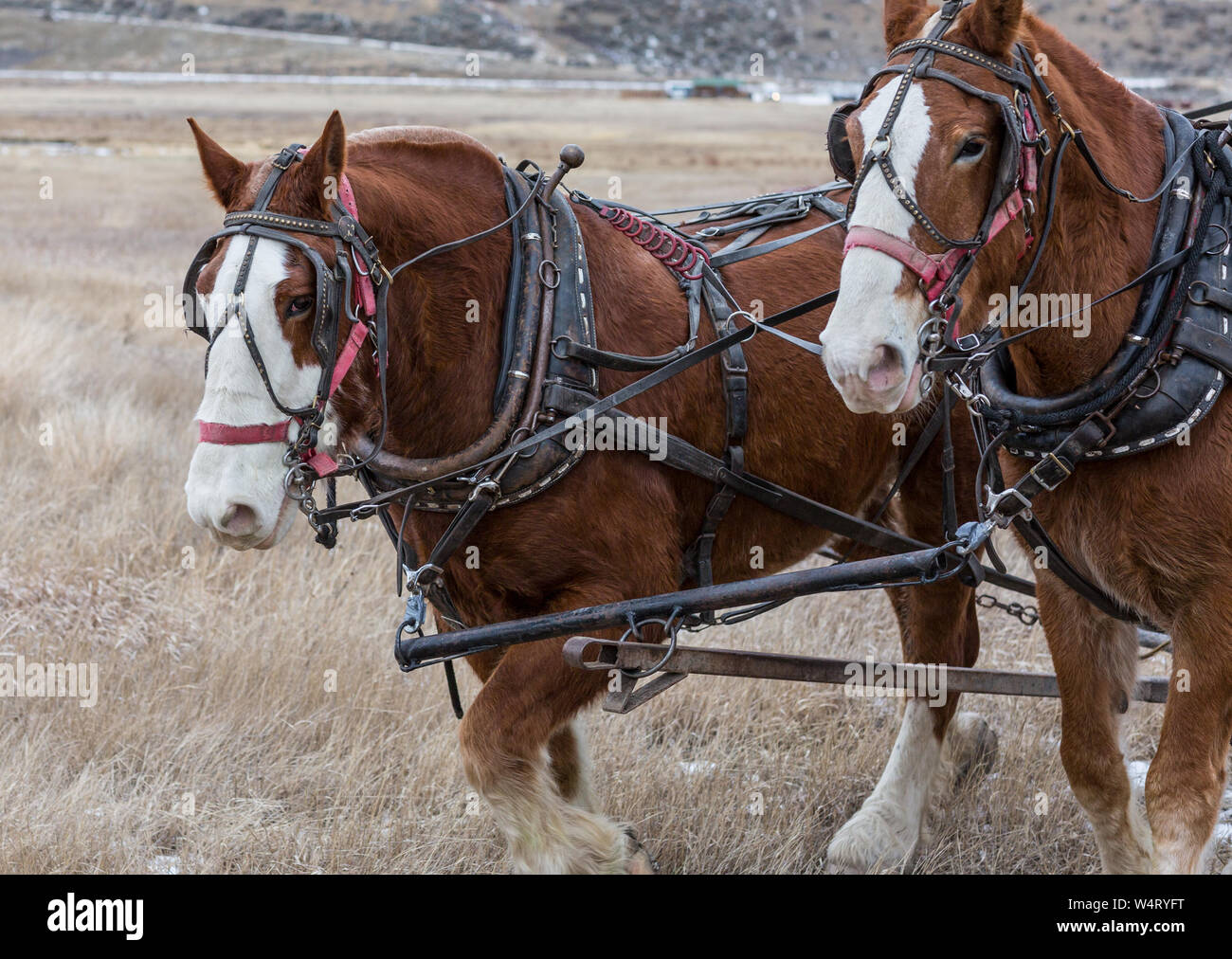 Two brown Tennessee Walker horses pulling a wagon in a field, Wyoming, United States Stock Photo