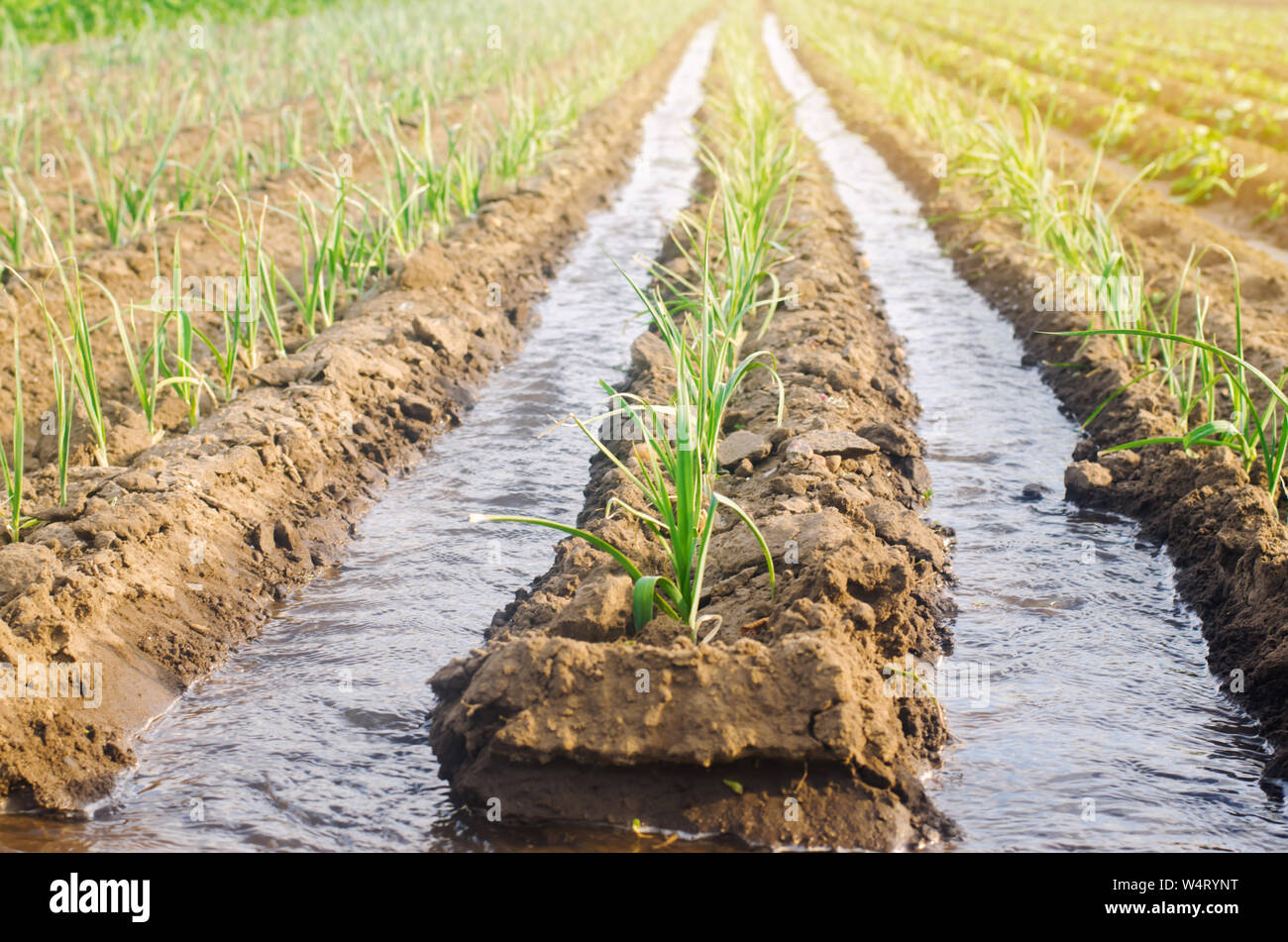 Irrigation of young leek in the field. Growing organic vegetables. Traditional natural watering. Eco-friendly products. Agriculture and farmland. Crop Stock Photo