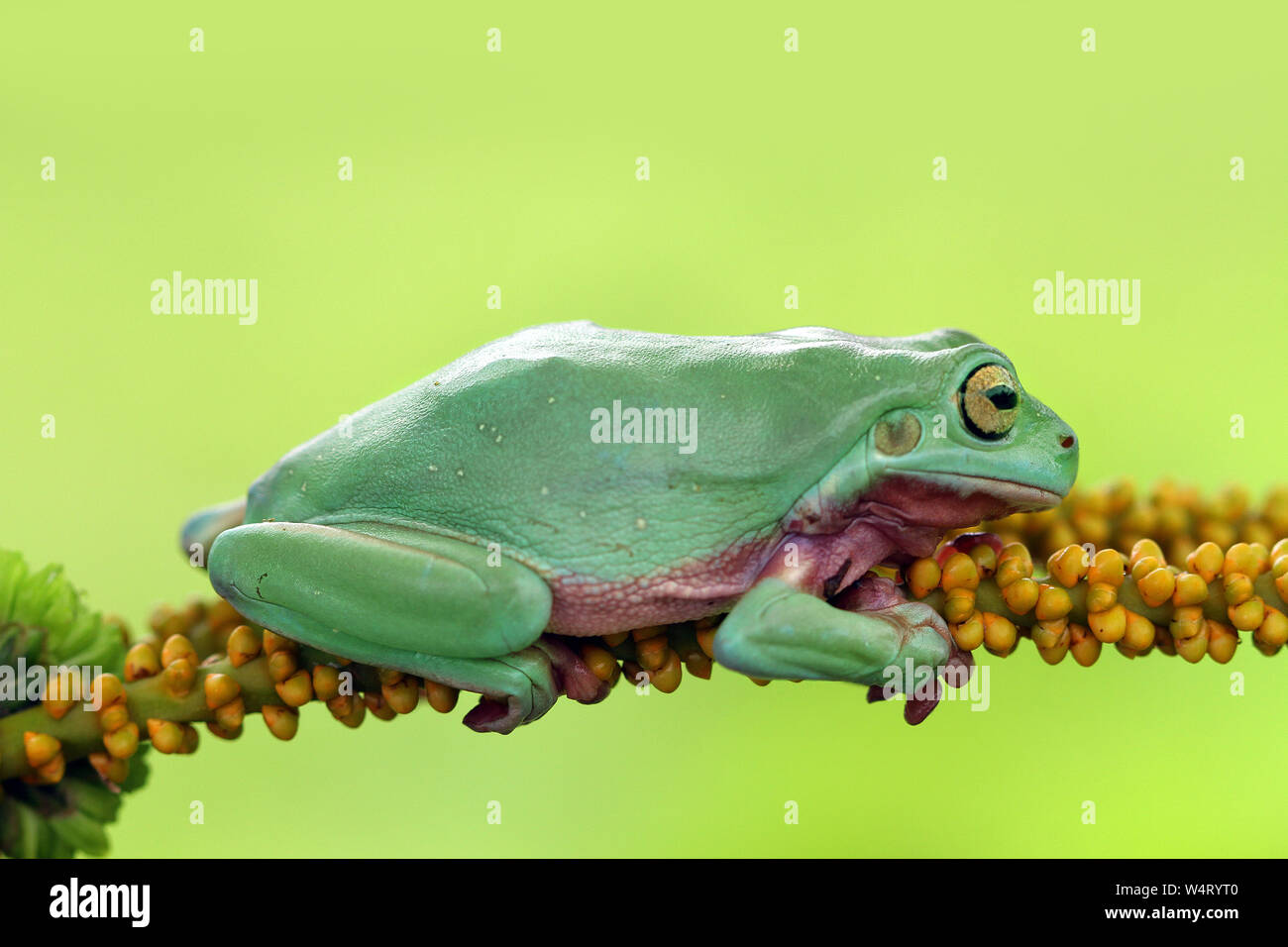 Dumpy tree frog on a branch, Indonesia Stock Photo
