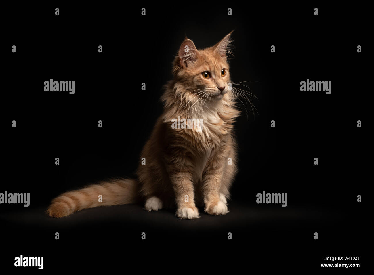 Portrait Of A Ginger Maine Coon Kitten Stock Photo 261141072 Alamy